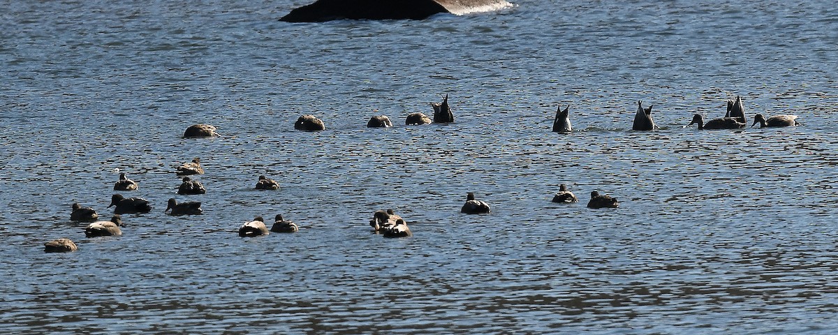 Gadwall - ML650118395