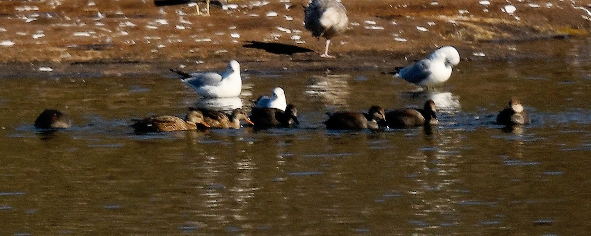 Gadwall - ML650118408
