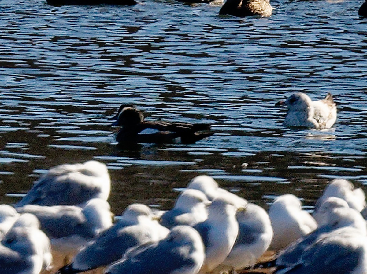 American Wigeon - ML650118431