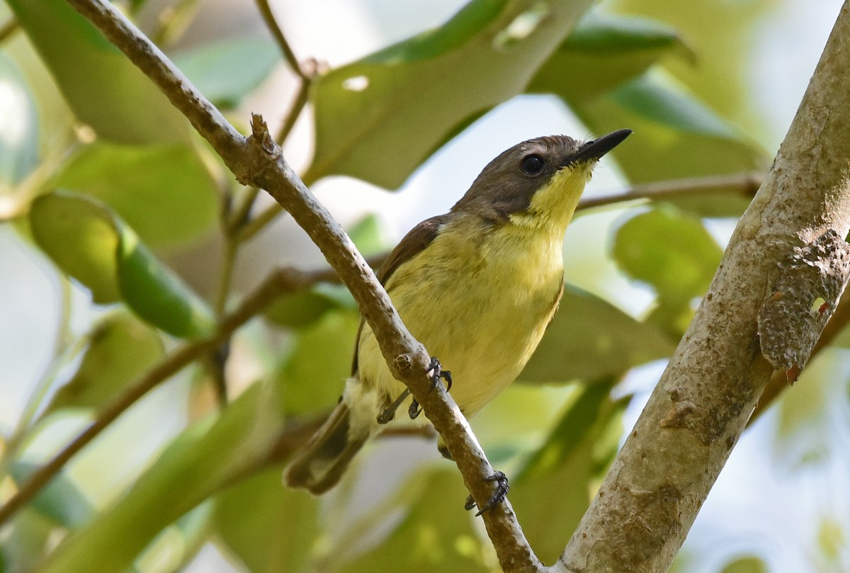 Gerigón Sulfúreo - ML650118433