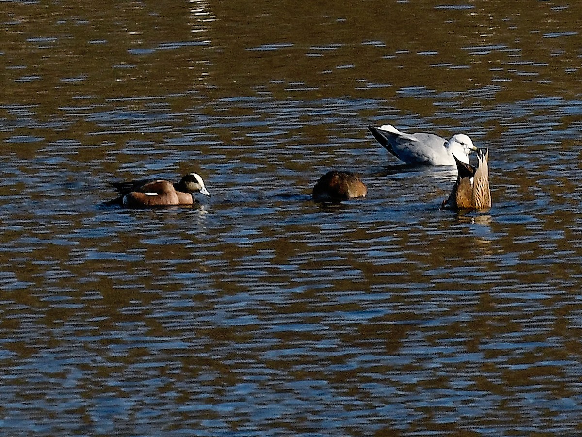American Wigeon - ML650118435