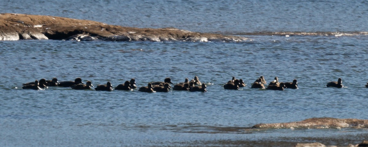 Gadwall - ML650118457