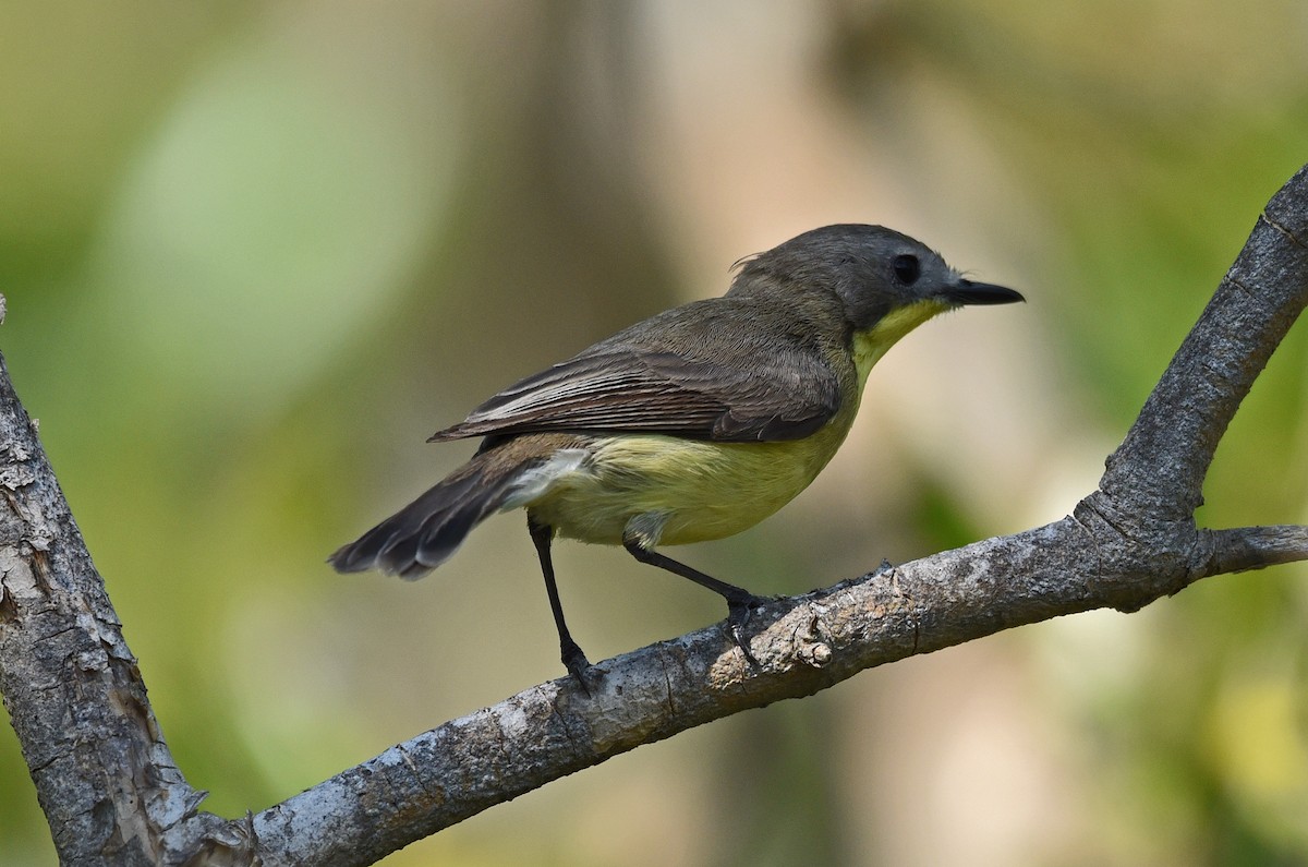 Gerigón Sulfúreo - ML650118642