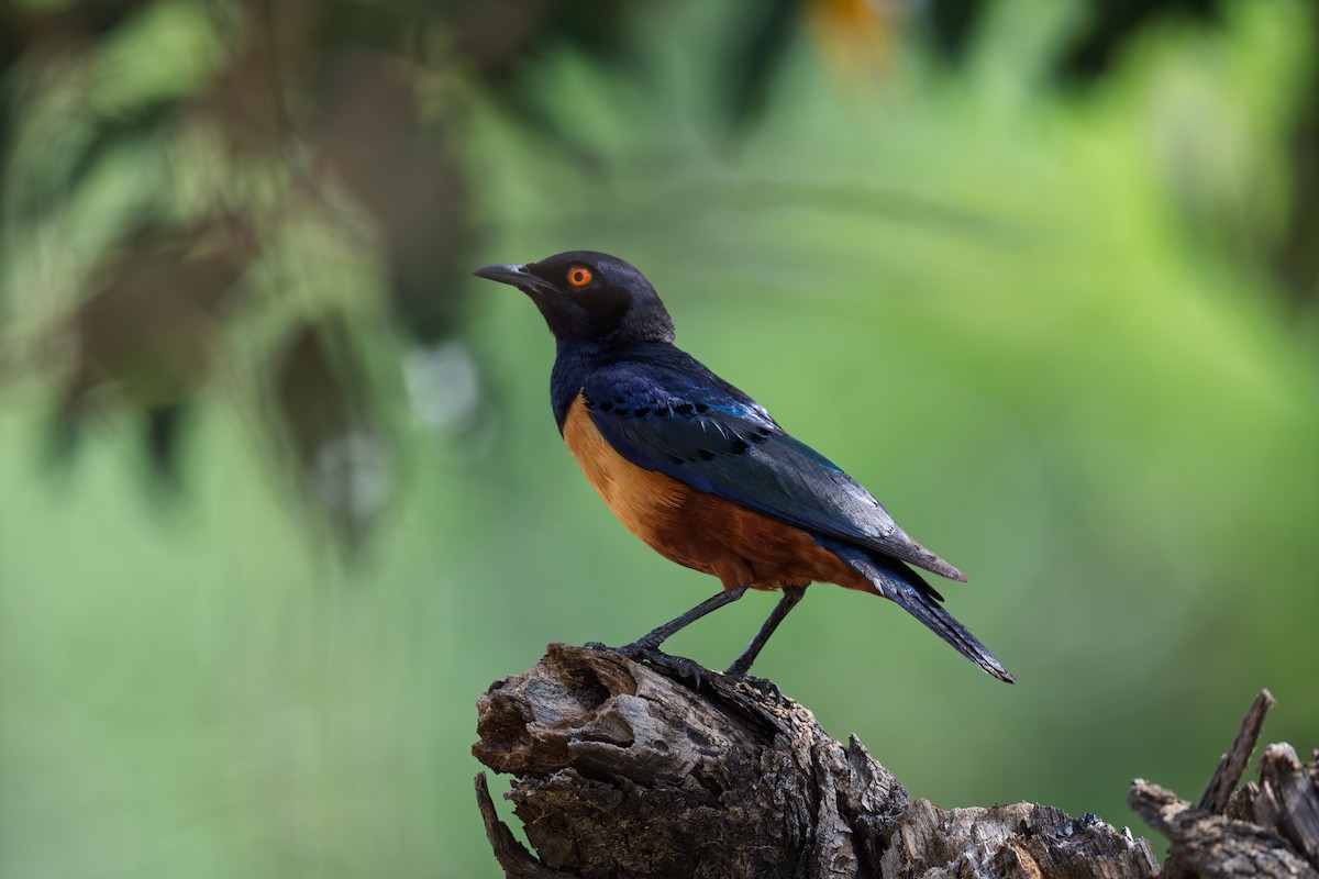 Hildebrandt's Starling - ML650118697