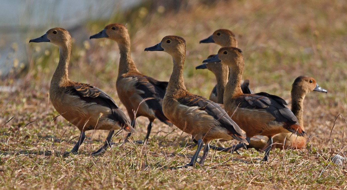 Suirirí de Java - ML650119035