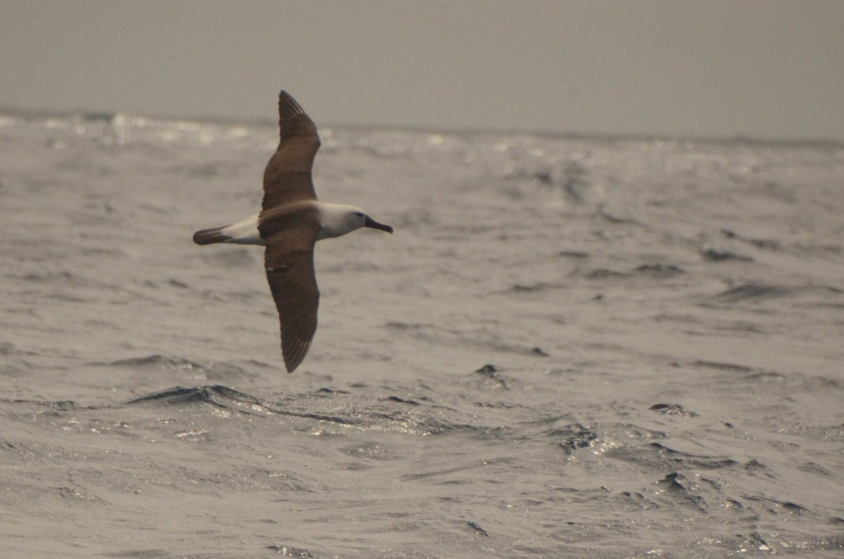 Albatros Picofino Atlántico - ML650119514