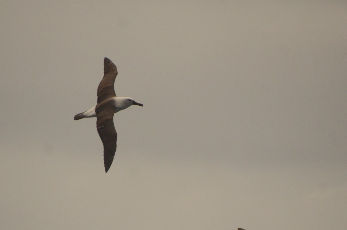Albatros Picofino Atlántico - ML650119536