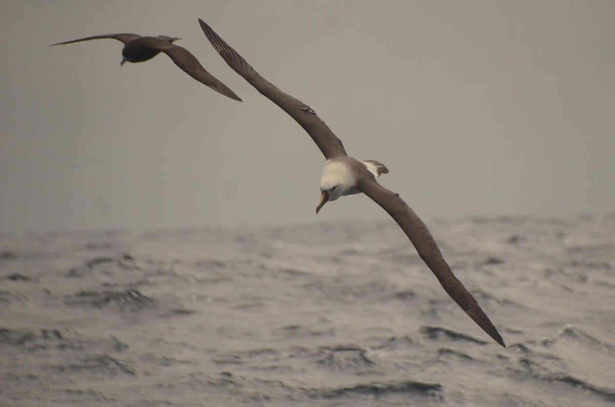 Albatros Picofino Atlántico - ML650119560
