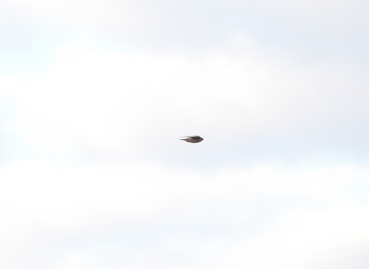 Asian Palm Swift - ML650120553