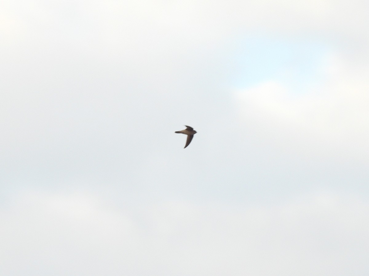 Asian Palm Swift - ML650120554