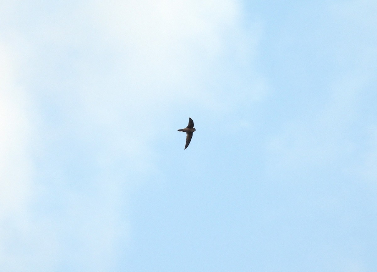 Asian Palm Swift - ML650120556
