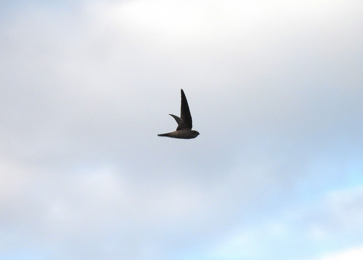 Asian Palm Swift - ML650120557