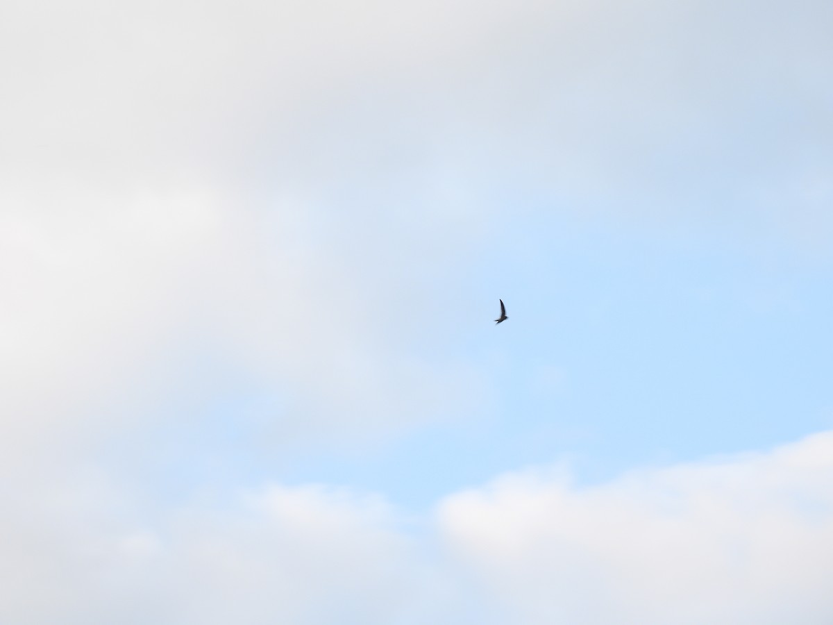 Asian Palm Swift - ML650120558