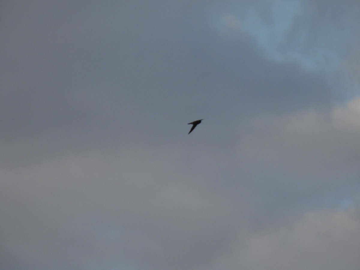 Asian Palm Swift - ML650120559