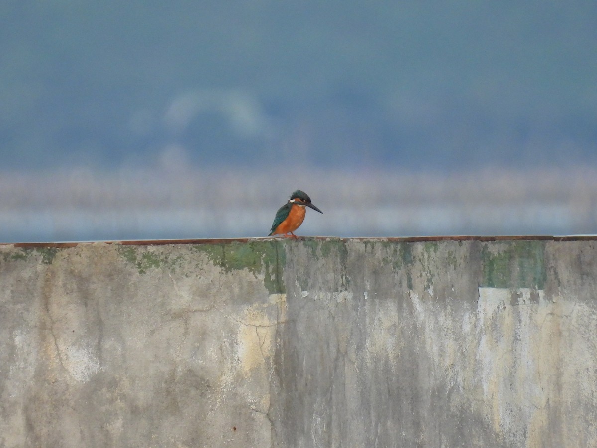Common Kingfisher - ML650120569