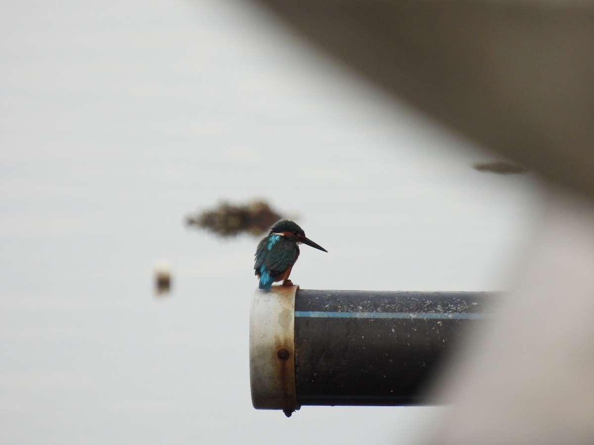 Common Kingfisher - ML650120570