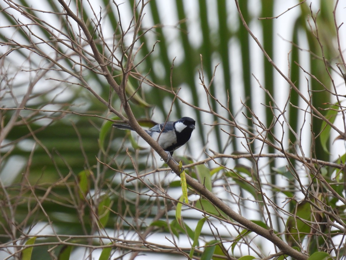 Asian Tit - ML650120598
