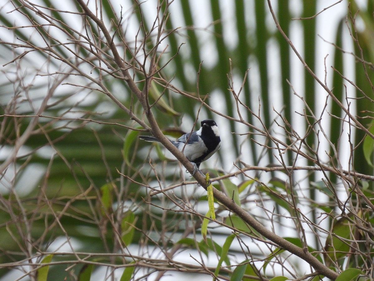 Asian Tit - ML650120599