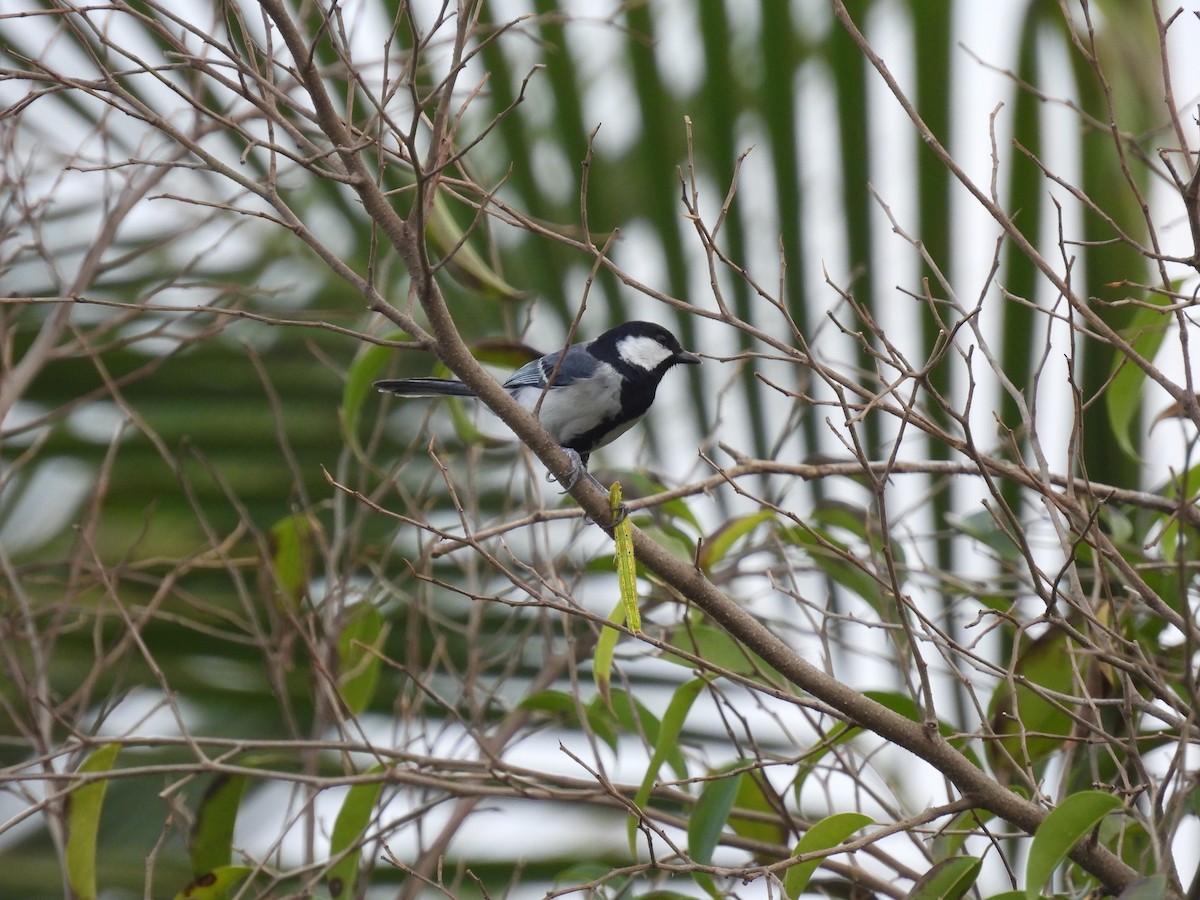 Asian Tit - ML650120600