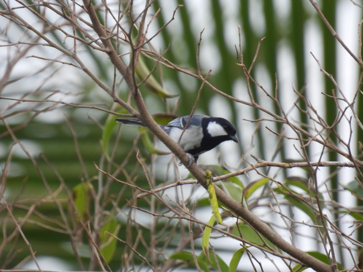 Asian Tit - ML650120601