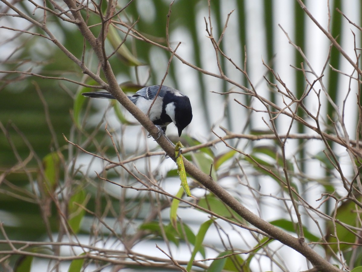Asian Tit - ML650120602