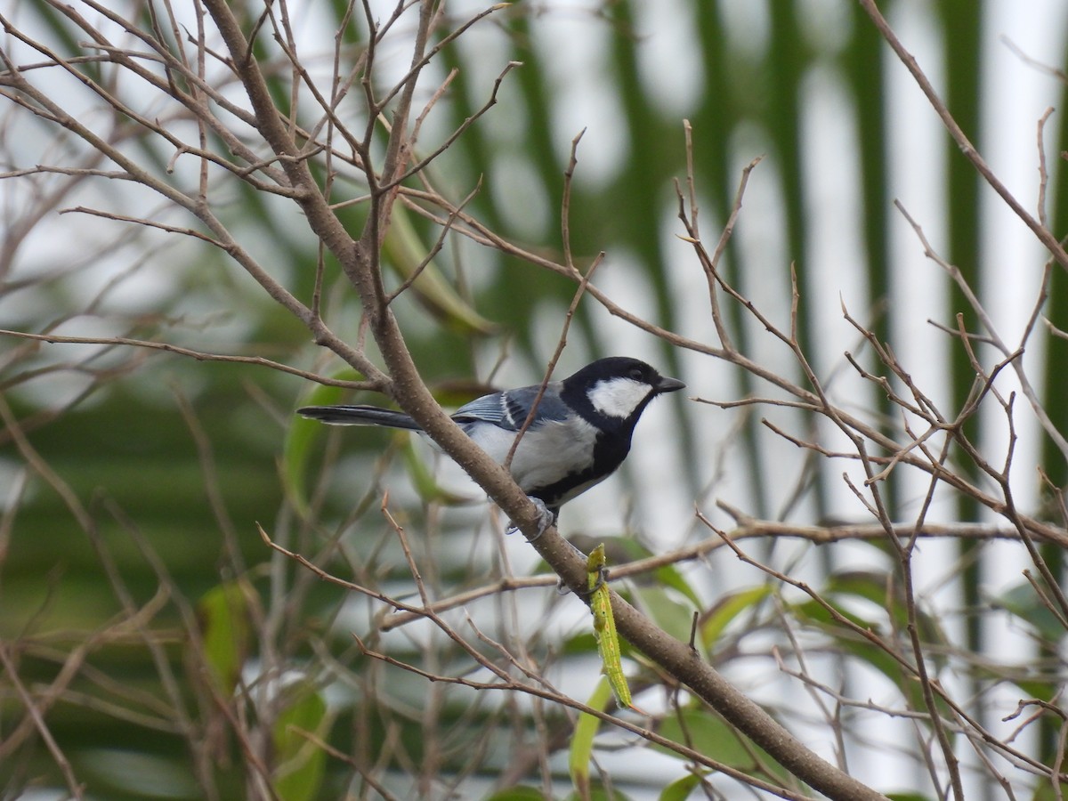 Asian Tit - ML650120603