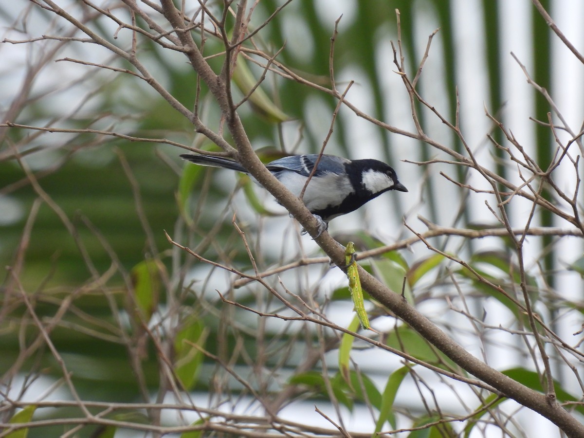 Asian Tit - ML650120604