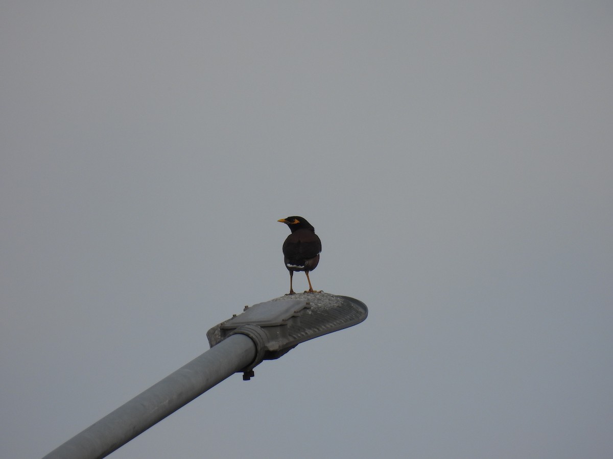 Common Myna - ML650120632