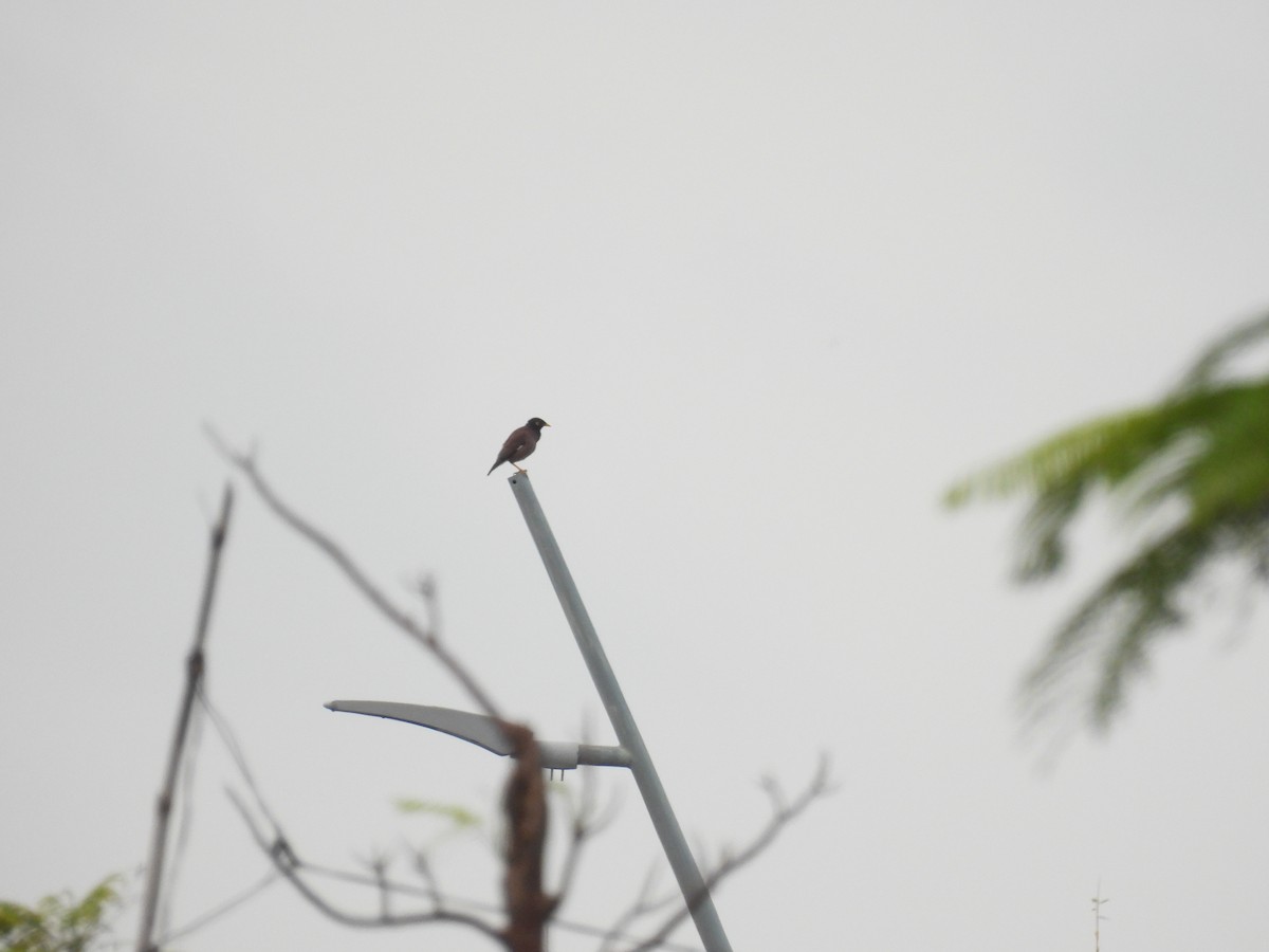 Common Myna - ML650120633