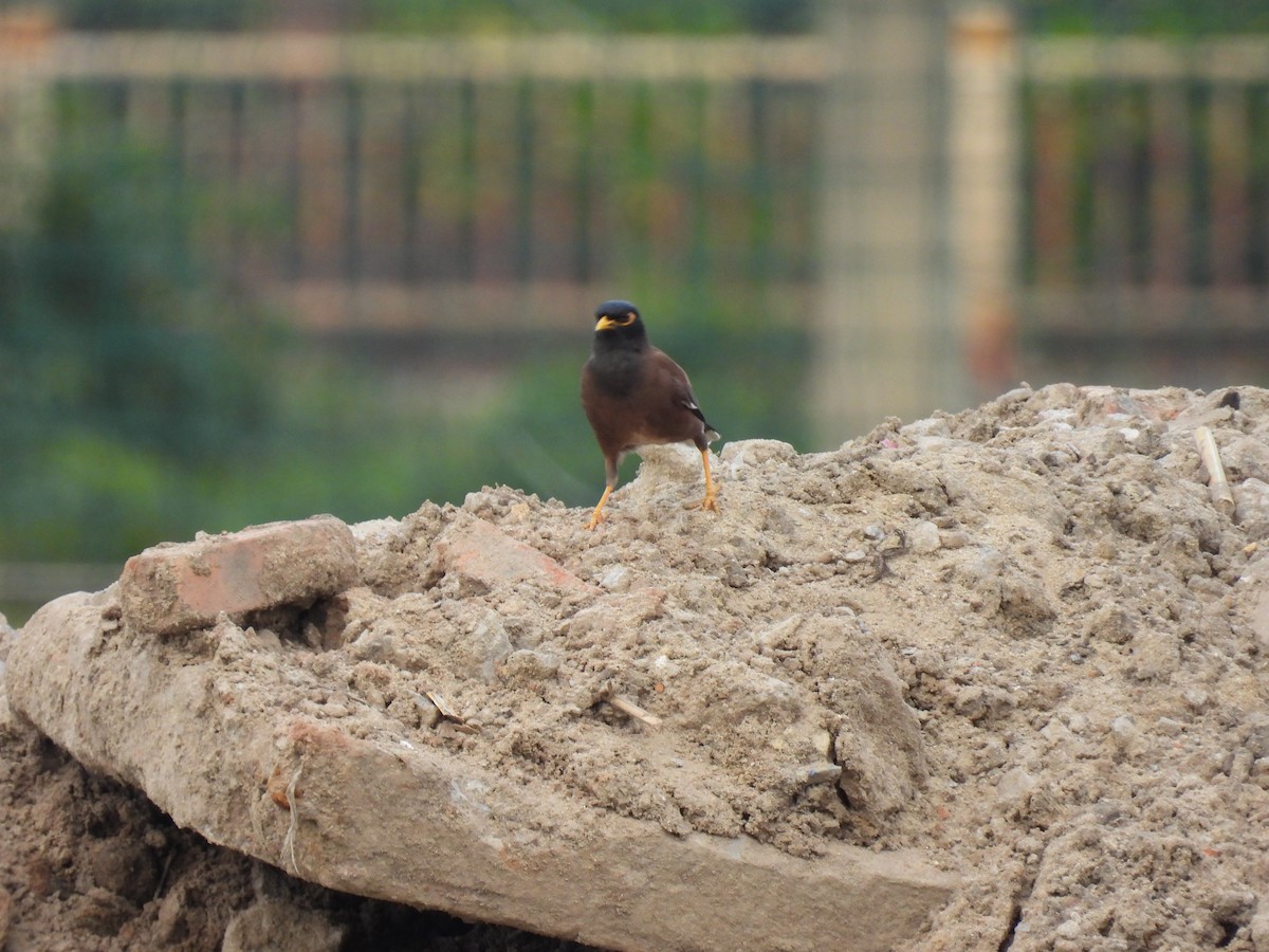 Common Myna - ML650120634