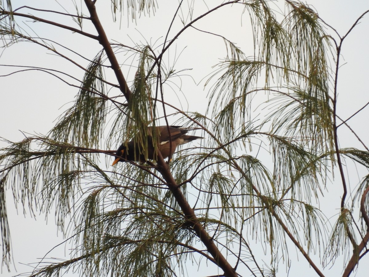 Common Myna - ML650120636