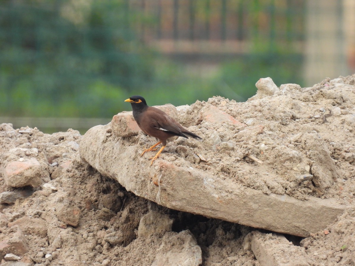 Common Myna - ML650120637