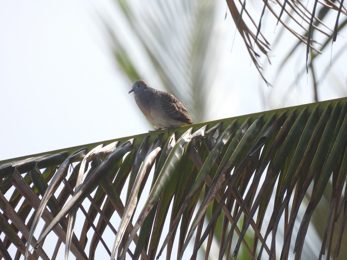 Zebra Dove - ML650120699
