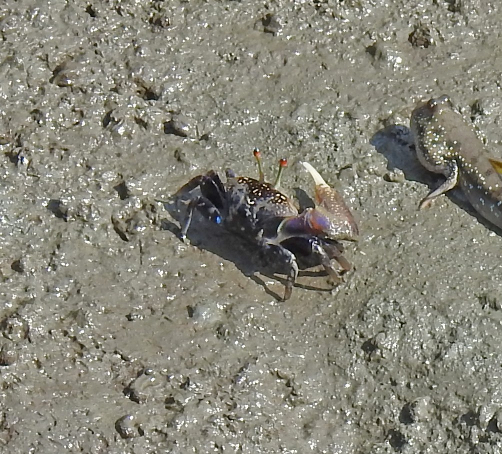 Forceps Fiddler Crab - ML650120714