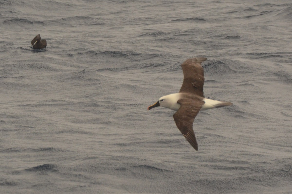 Albatros Picofino Atlántico - ML650120830
