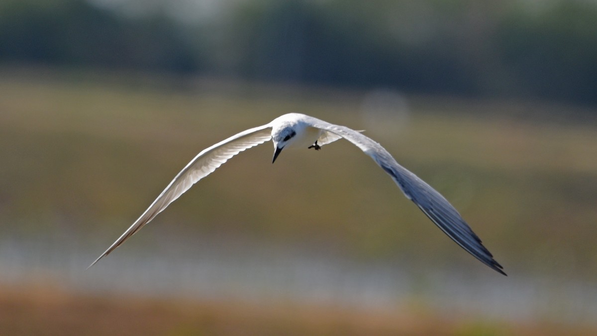 Fumarel Cariblanco - ML650121052