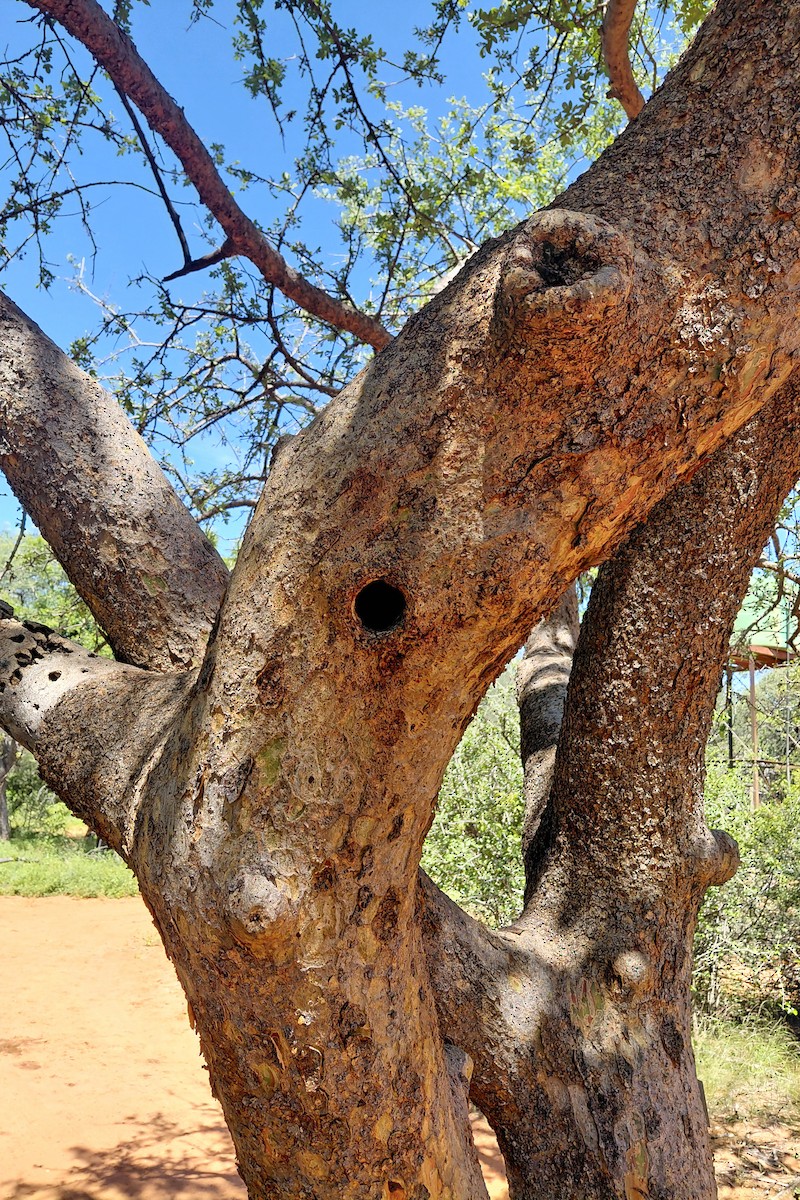 Green Woodhoopoe - ML650121309