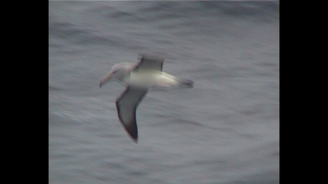 sølvhodealbatross - ML650121343