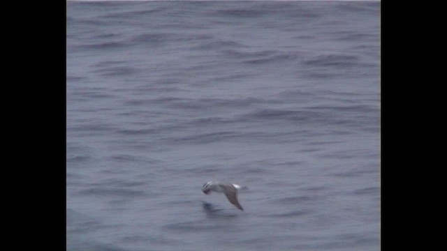 sølvhodealbatross - ML650121450