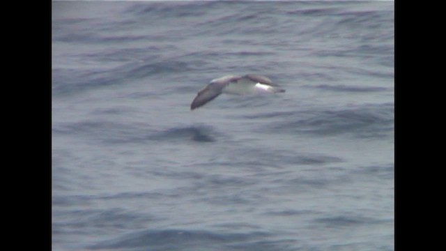 sølvhodealbatross - ML650121746