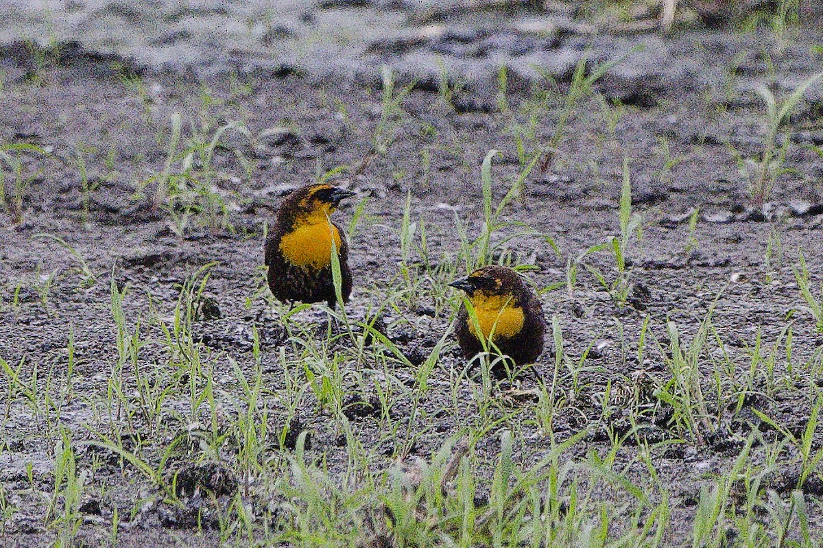 Yellow-headed Blackbird - ML650122426