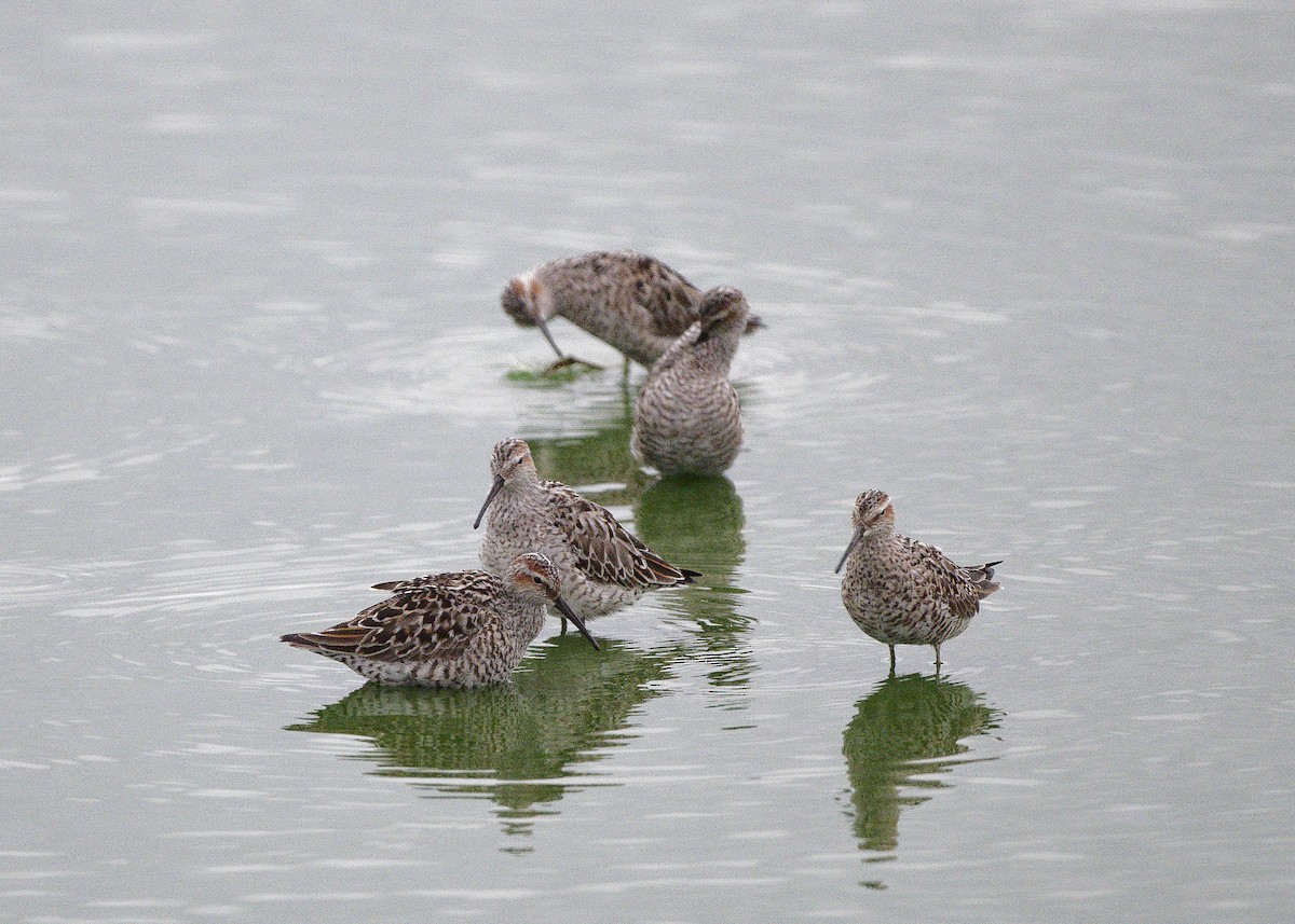 Stilt Sandpiper - ML650122461