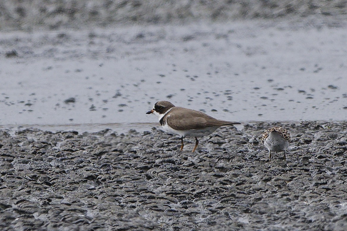 Semipalmated Plover - ML650122605