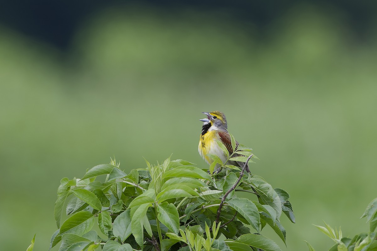 Dickcissel - ML650122691
