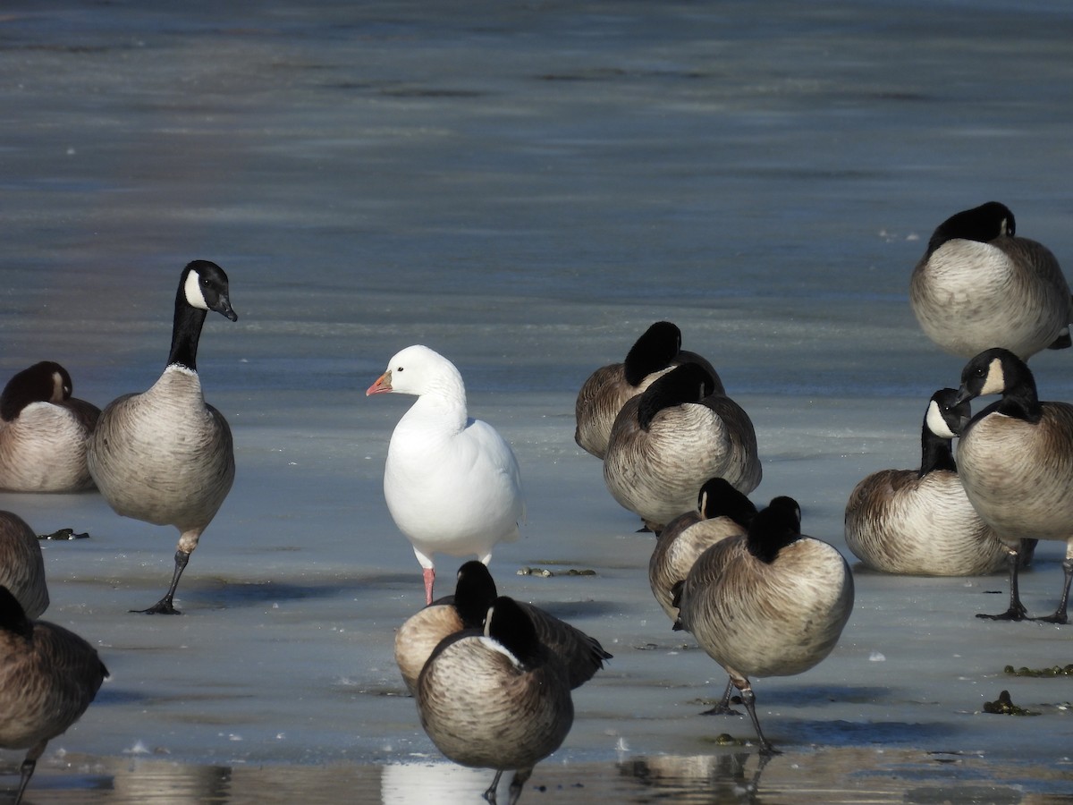 Ross's Goose - ML650122741