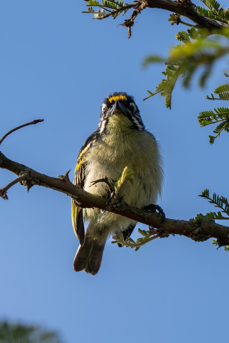 Yellow-fronted Tinkerbird - ML650122959