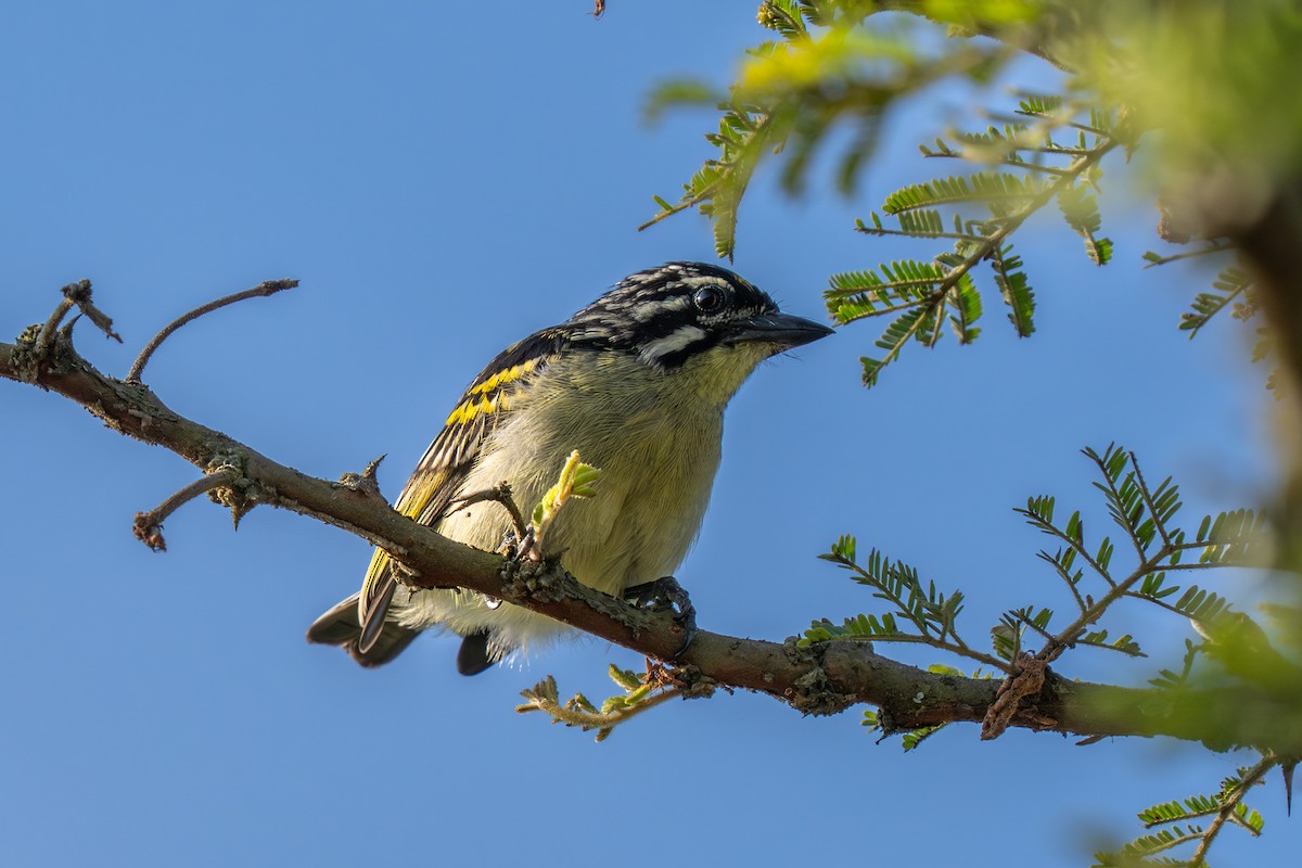 Yellow-fronted Tinkerbird - ML650122961