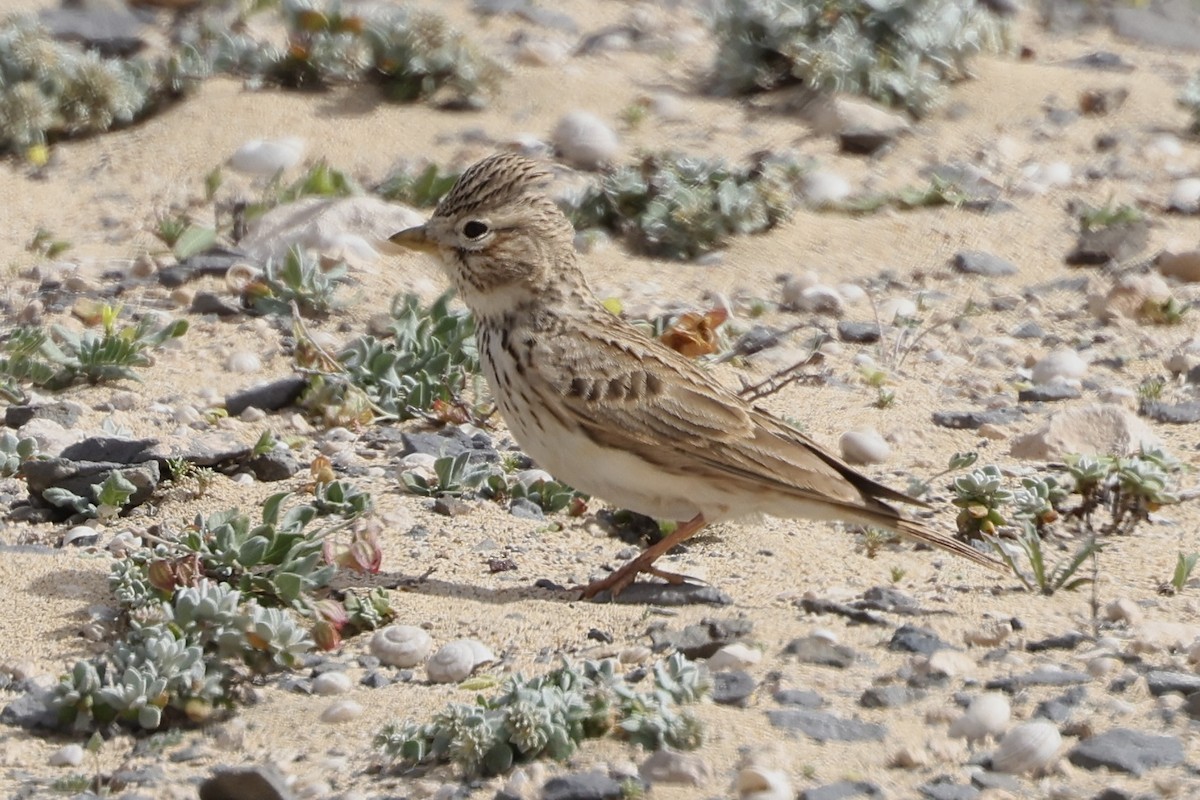 Stummellerche - ML650122991