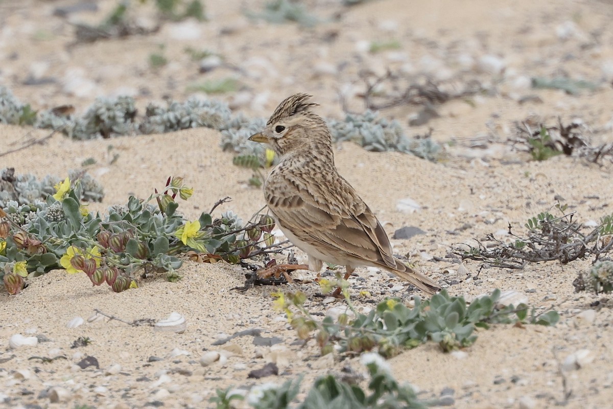 Stummellerche - ML650122992