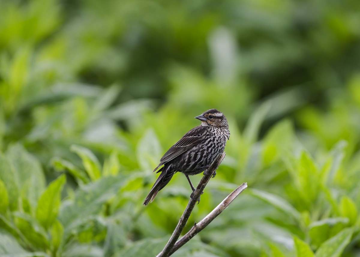 Red-winged Blackbird - ML650123036